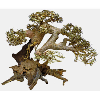 Bonsai Driftwood Large